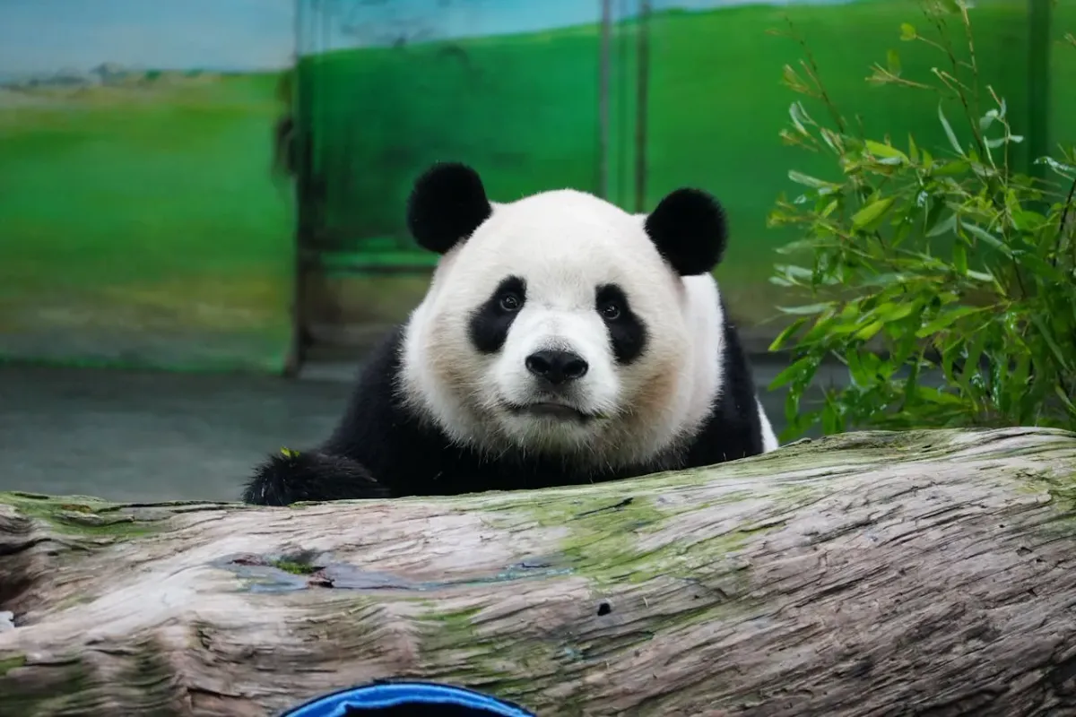 Chengdu